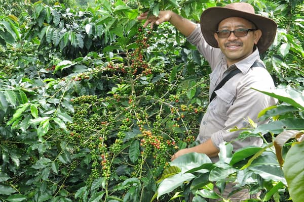 Indonesia - Frinsa Estate –  Fermentation Honey
